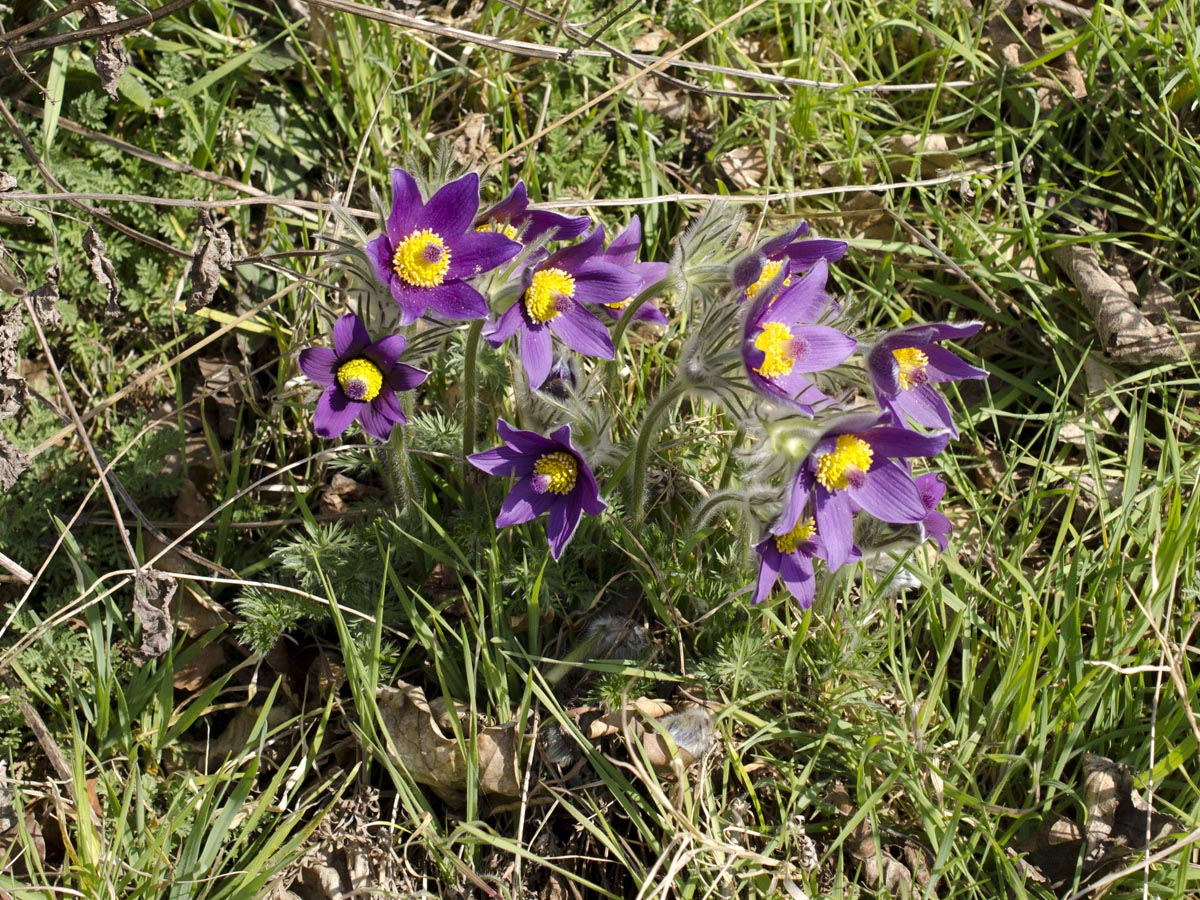 Pulsatilla grandis